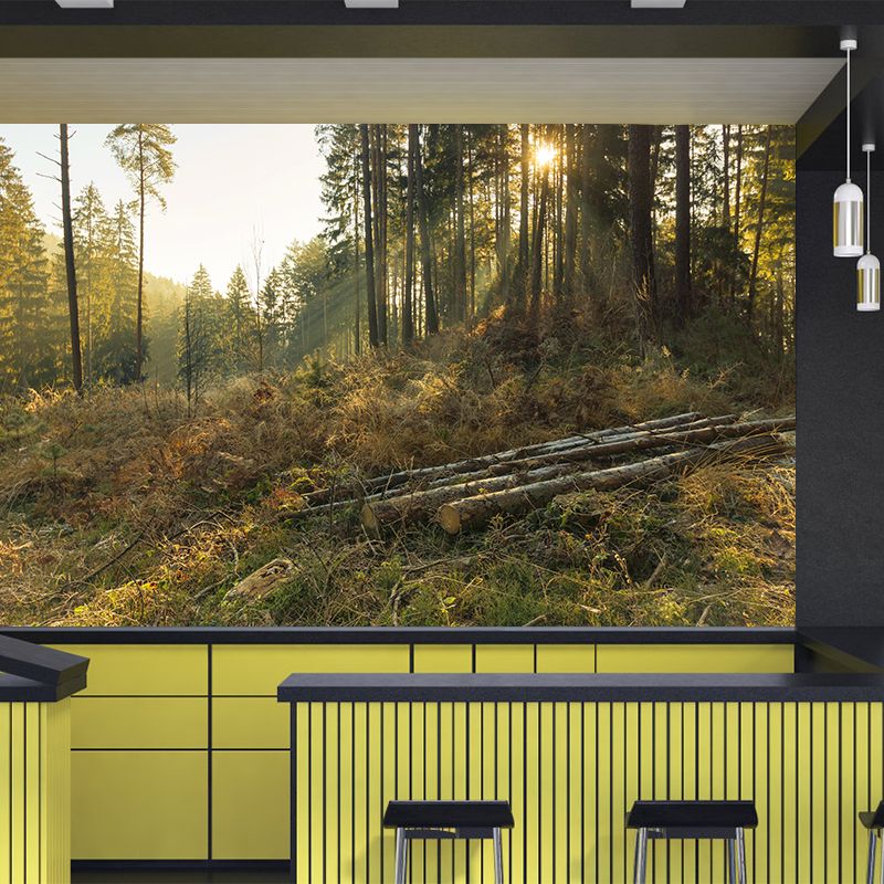 Autumn Forest Scenery Wall Mural Contemporary Home Decor for Sitting Room