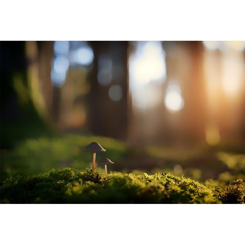 Mushroom Plant Modernist Wall Mural Decal Photography Stain Resistant for Living Room