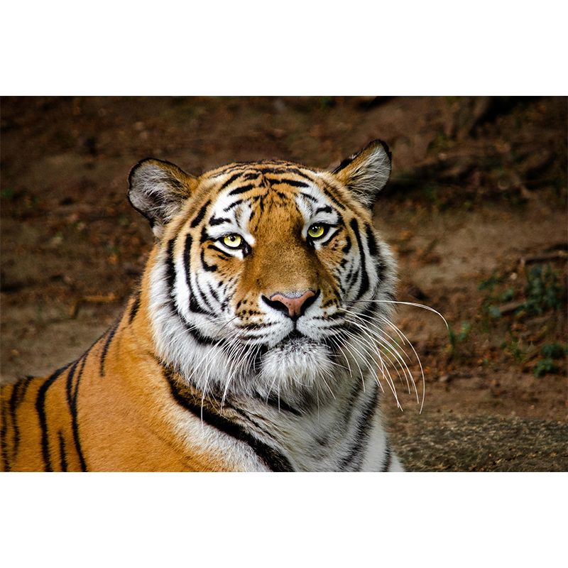 Modern Tiger Close-Up Mural Wall Decor Mildew Resistant Living Room Wall Mural for Wall Decor