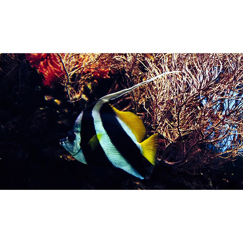 Mysterious Seabed Wall Mural Modern Style Mildew Resistant for Decoration