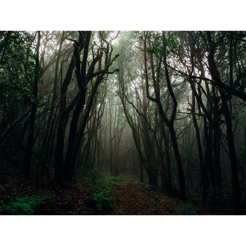 Photography Environment Friendly Wallpaper Forest Bedroom Mural Wallpaper