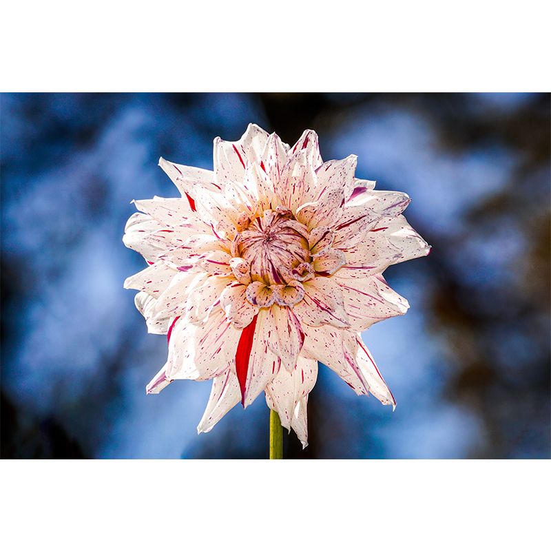 Dahlia Blooming Flower Mural pour l’intérieur de la maison, couleur douce, taille personnalisée disponible