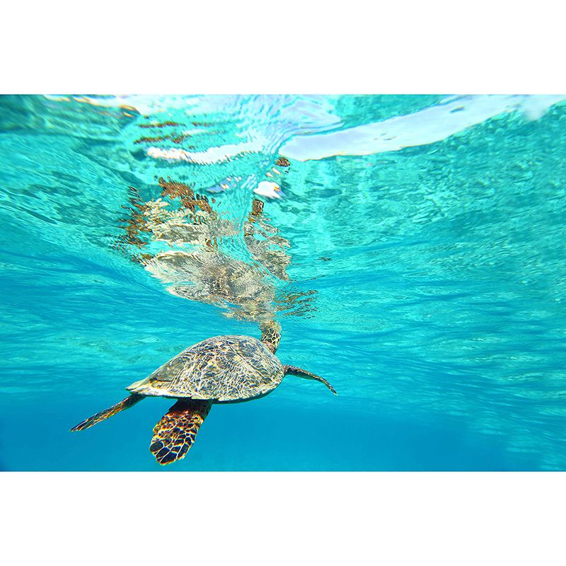 Popular Wall Mural Sea Turtle Printed Drawing Room Wall Mural