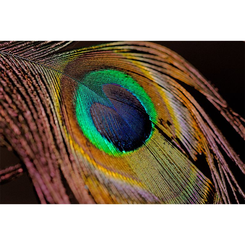 Peacock Feather Wall Covering Mildew Resistant for Sleeping Room, Customized Size