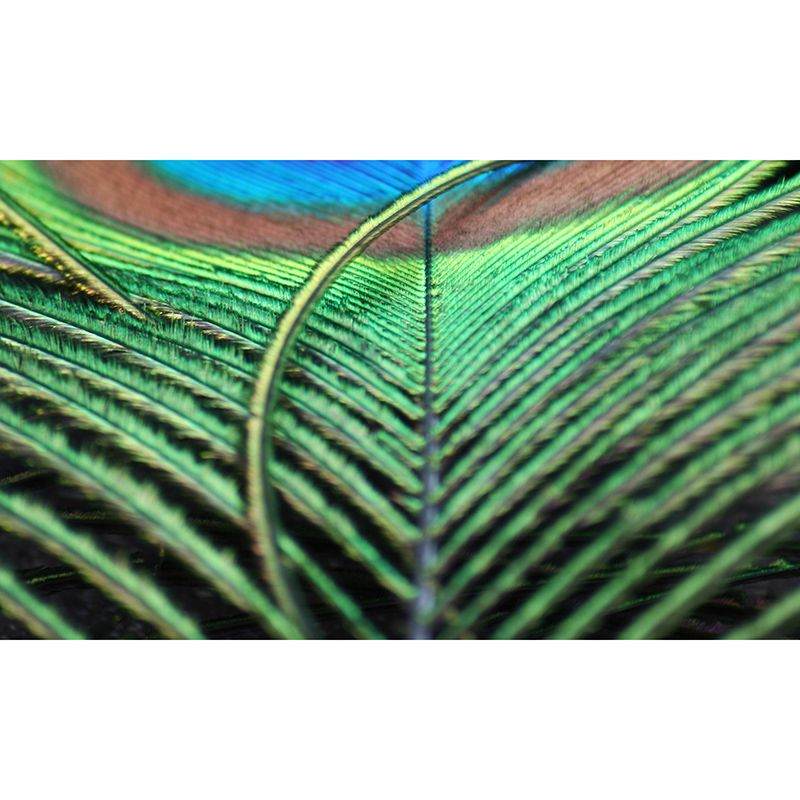 Peacock Feather Wallpaper Murals for Bedroom Water Resistant, Personalised Size