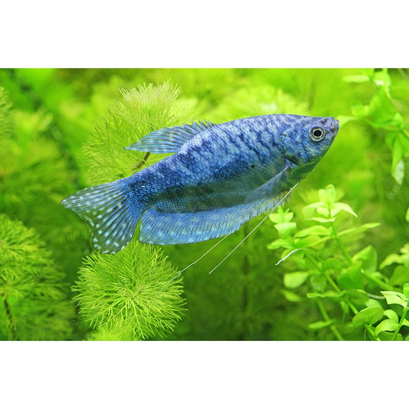 Underwater Life Mural Wallpaper Bedroom Decoration Wall Covering, Stain-Resistant