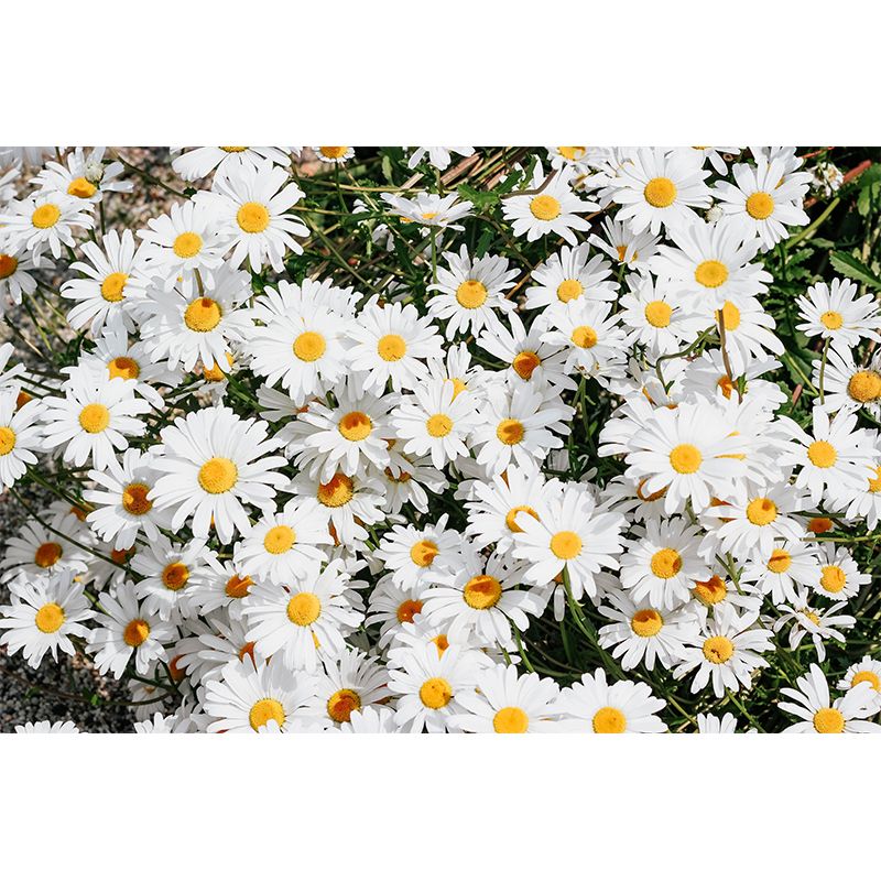 Beautiful Flowers Photography Mural Wallpaper Decorative Bedroom Wall Mural