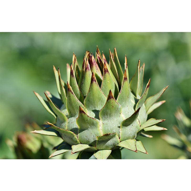 Artichoke Painting Mural Decal Modern Mildew Resistant Wall Covering for Decoration