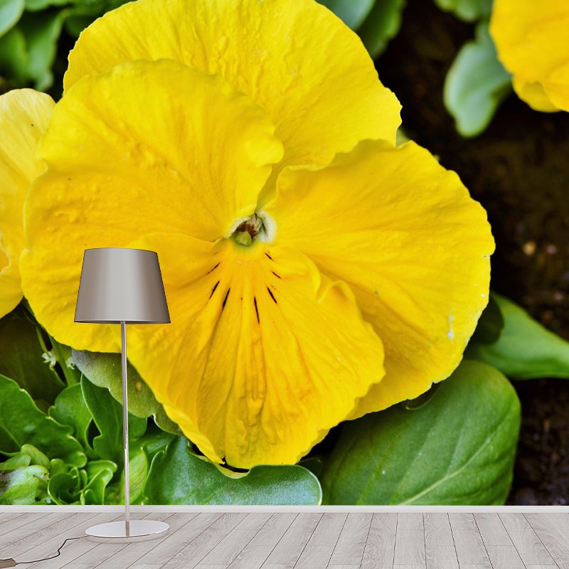 Horizontal Photography Pansy Wall Mural for Living Room Girls Women Bedroom
