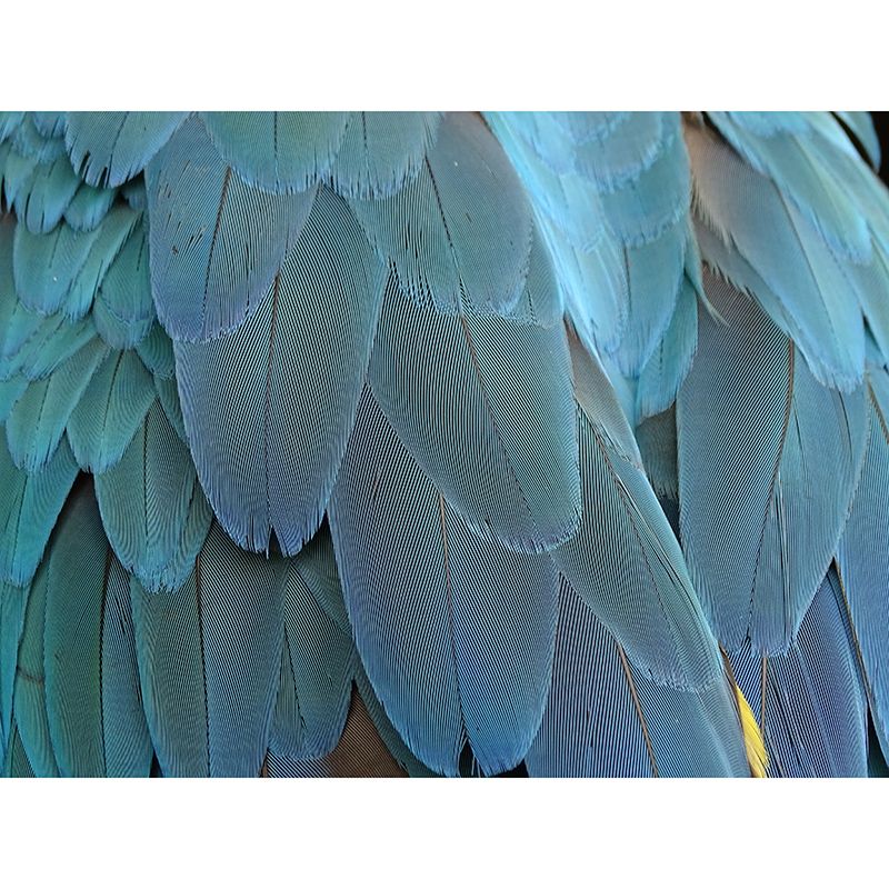 Decorative Wall Mural Photography Feather Stain Resistant Modern Wallpaper