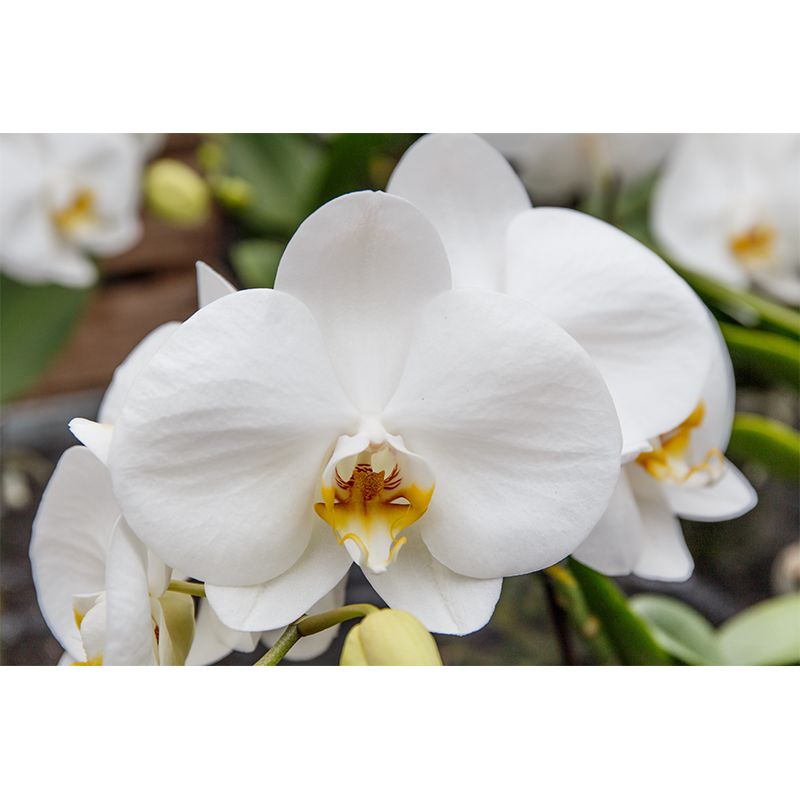 Orchid Murals Contemporary Washable Girls' Bedroom Wall Decor, Size Optional