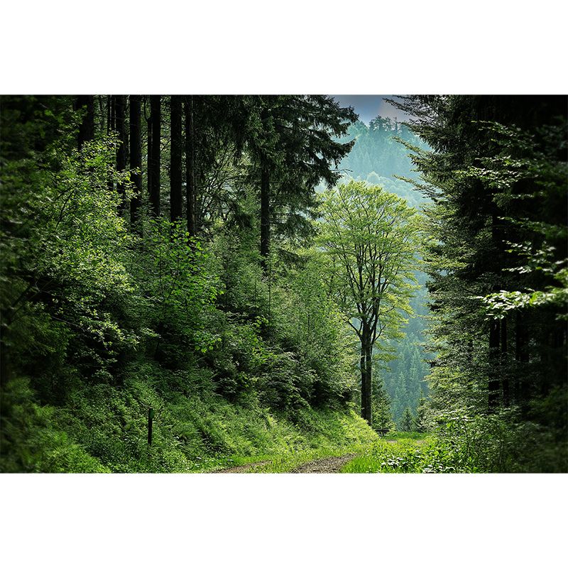 Forest Mural Mildew Resistant Contemporary Wall Covering for Dining Room