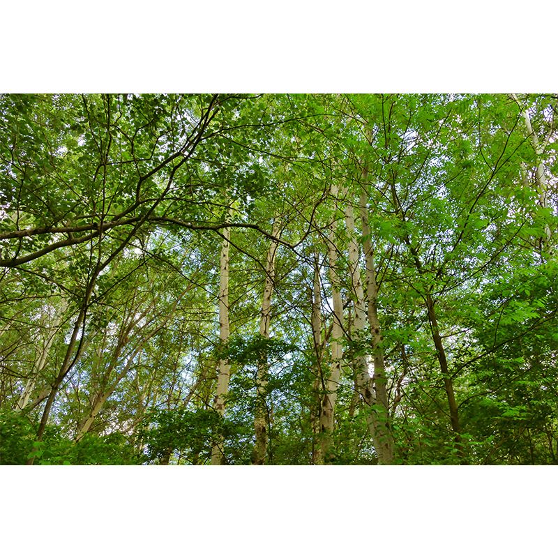 Minimalism Style Forest Removable Wall Mural for Sitting Room, Waterproofing