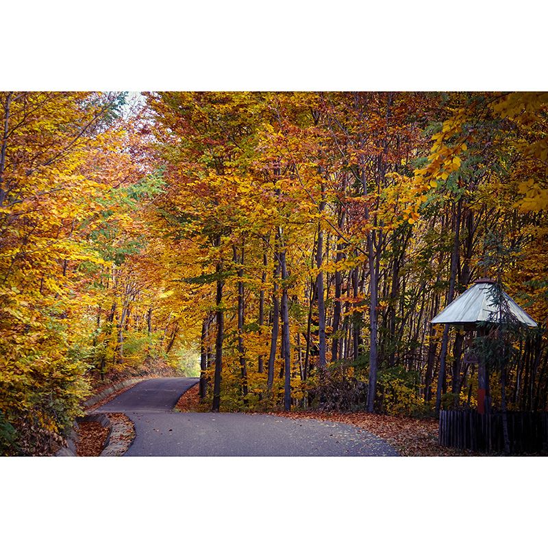 Peinture murale moderne de paysage de forêt brumeuse, couleur claire, décoration murale d'automne pour chambre à coucher