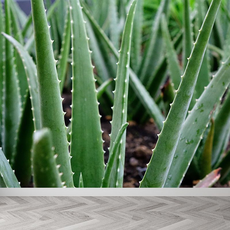 Green Plants Wall Mural Aloe Mildew Resistant Wall Art Decor for Office Home Apartment