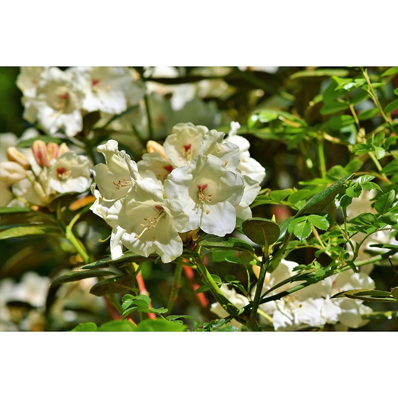 Modern Rhododendron Mural Wallpaper Stain Resistant Wall Covering for Living Room