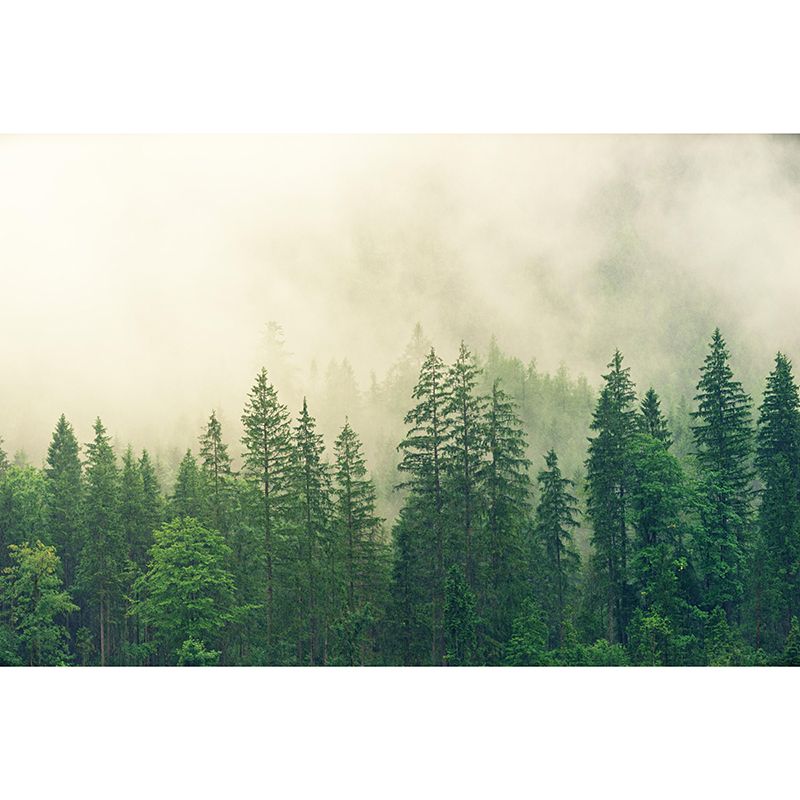 Photography Wall Mural Forest Oriental Stain Resistant Interior Mural