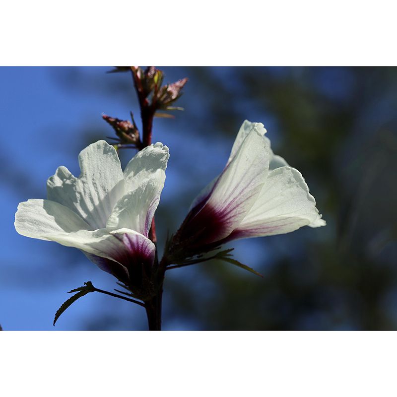 Customized Moisture Resistant Mural Wallpaper Decal Hibiscus Blooming Wall Decor