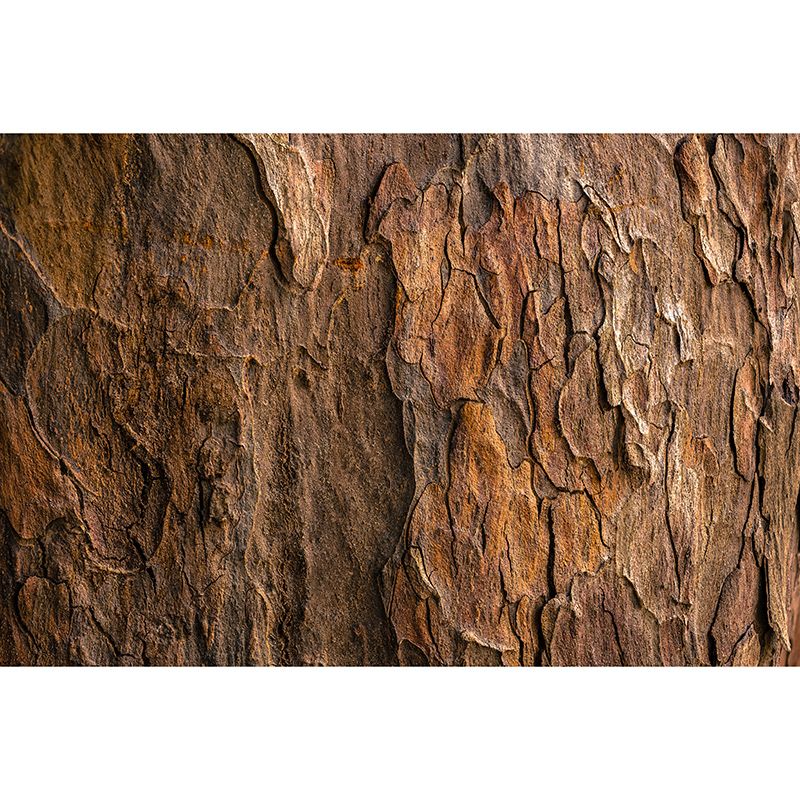 Wood Texture Photography Mildew Resistant Wallpaper Environmental Sleeping Room Wall Mural