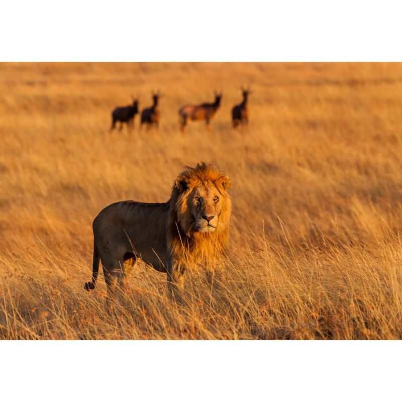 Large Wild Animal Mural for Home Savanna Lion with Its Prey Wall Art in Brown, Waterproof