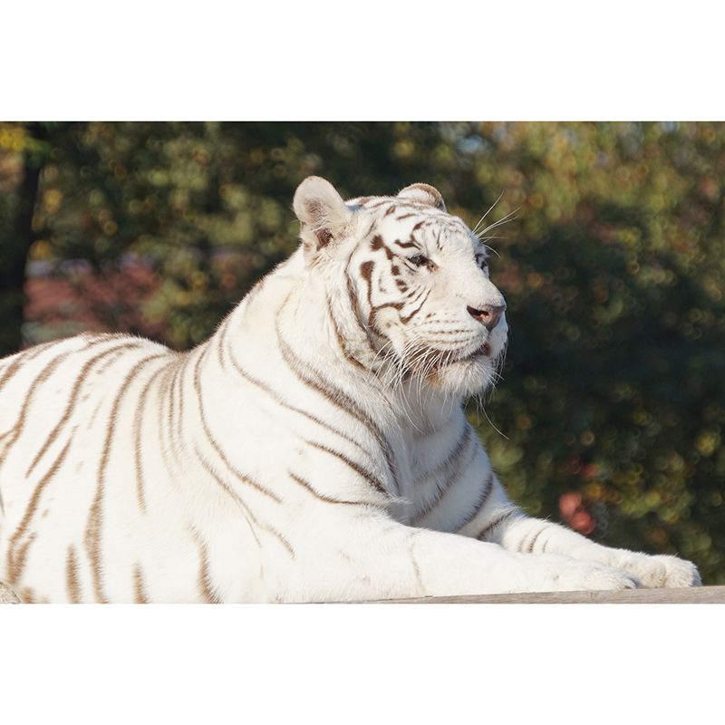 Tiger Animal Mural Wallpaper for Sitting Room Water Resistant, Made to Measure