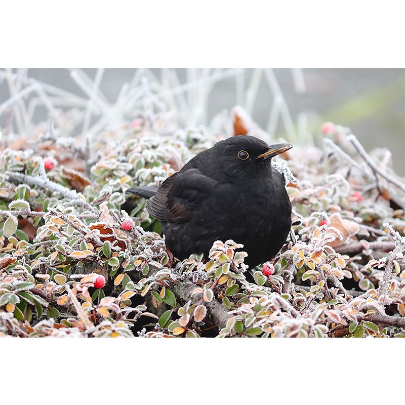 Bird Contemporary Mural Wallpaper Mildew Resistant Wall Decor for Accent Wall