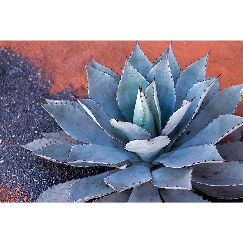 Tenacious Plant Wall Mural Big Wall Decor for House Interior, Custom Size