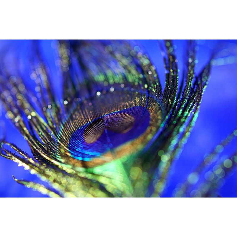 Photography Peacock Feather Mural Wallpaper Moisture Resistant for Sitting Room