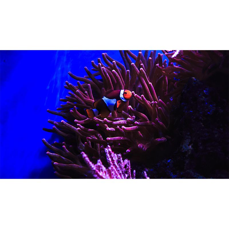 Fashionable Wall Mural Clown Fish Print Sitting Room Wall Mural