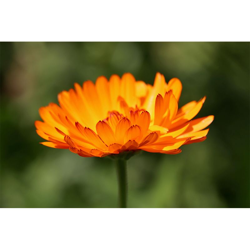 Customized Marigold Mural Wall Covering Eco-friendly Wallpaper for Bedroom