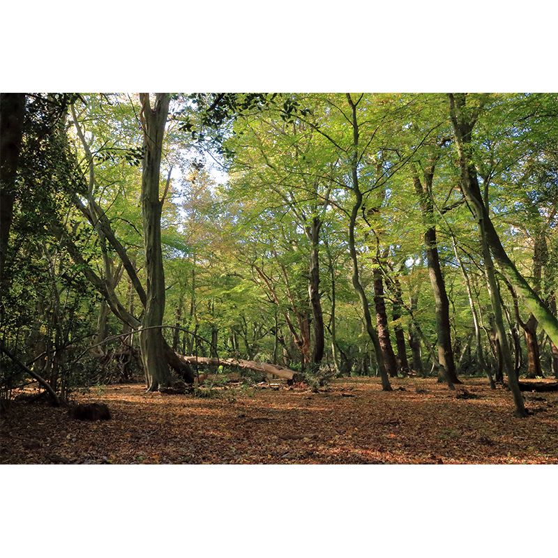 Photographic Forest Wall Mural Water Resistant Wall Decor for House Interior, Custom Size