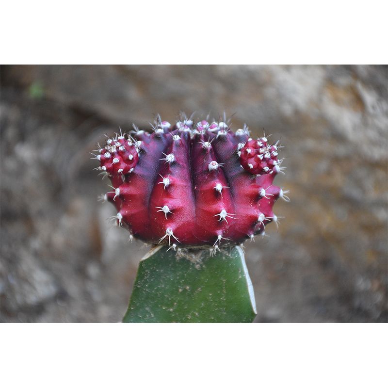 Photography Wall Mural Cactus Pattern Living Room Wall Mural