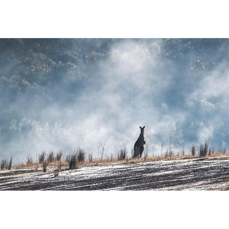 Strong Kangaroo Mural Photography Mildew Resistant Boys Room Mural Wall Art