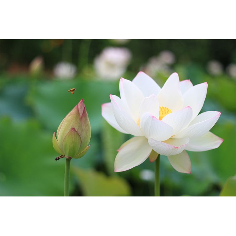 Lotus in Water Murals Flower Water Resistant Wall Covering for Gust Room