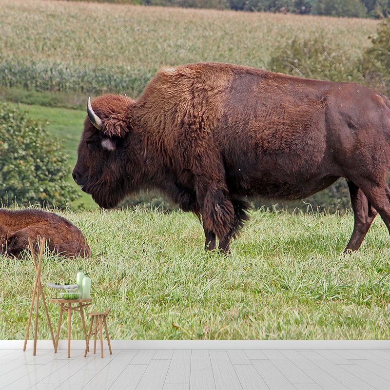 Bison Wall Covering for Sitting Room Water Resistant Mural, Made to Measure