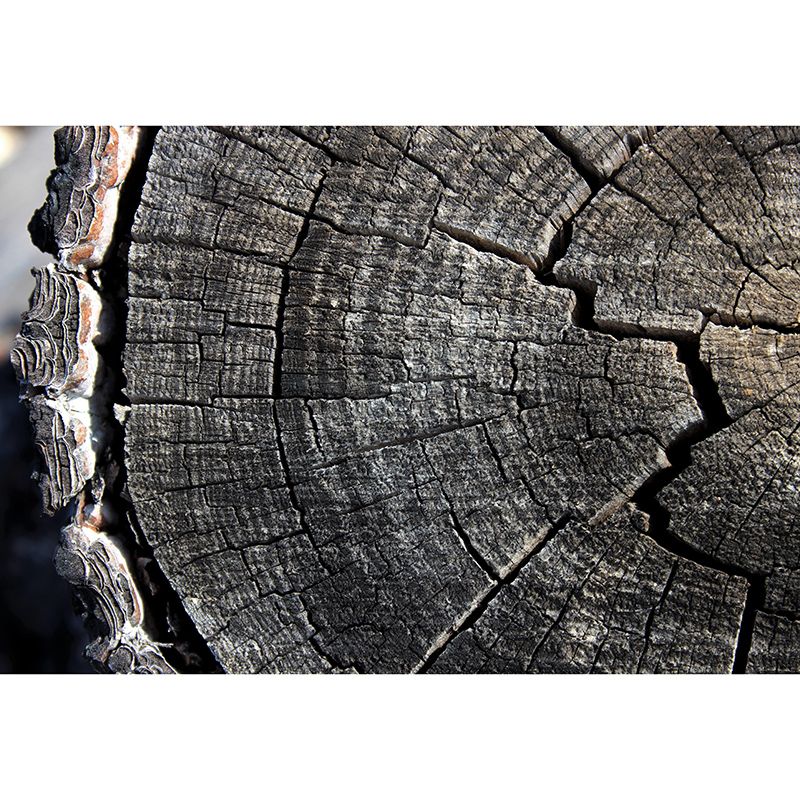 Industrial Style Wood Texture Mural Mildew Resistant for Bedroom