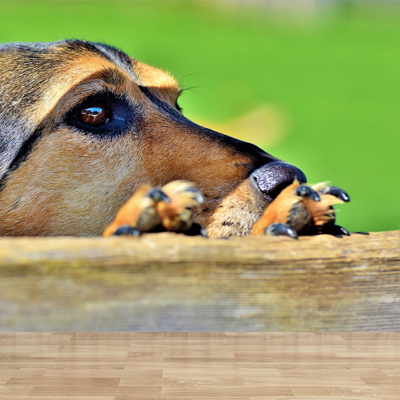 Lovely Dog Murals Wallpaper Water Resistant Wall Decor for Sitting Room