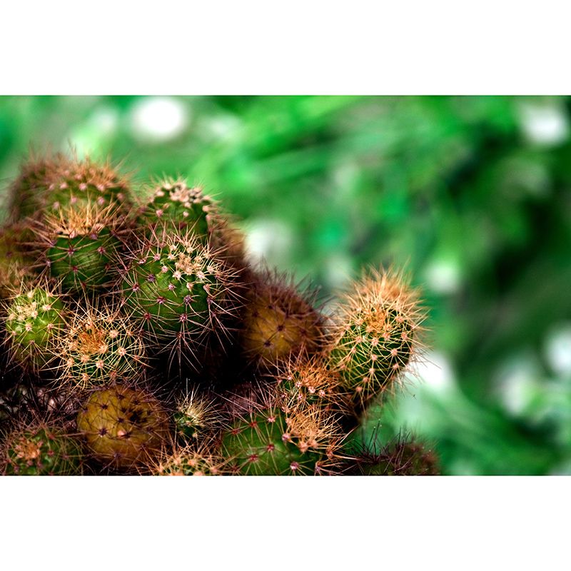 Cactus Plant Murals Wallpaper for Living Room Moisture Resistant, Custom Size Available