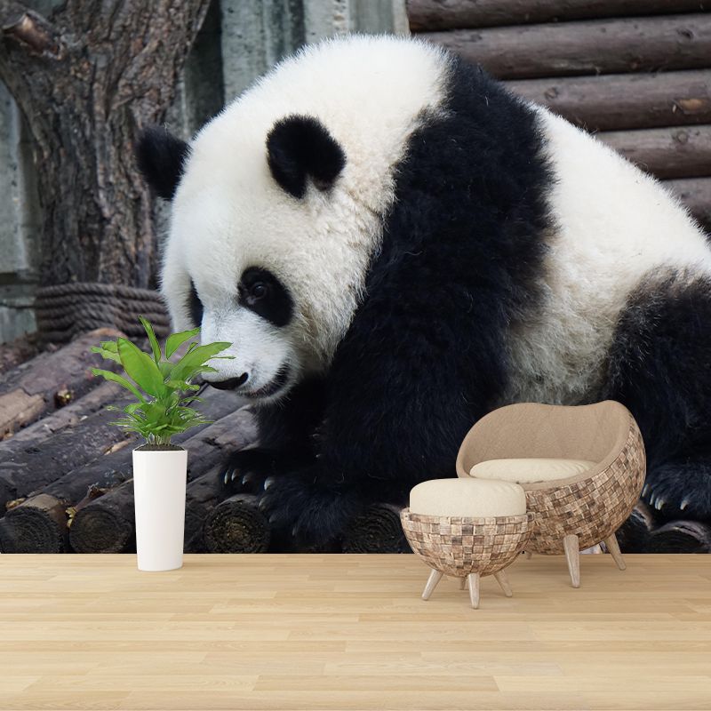 Customized Panda Wall Mural Contemporary Photography for Bedroom Living Room