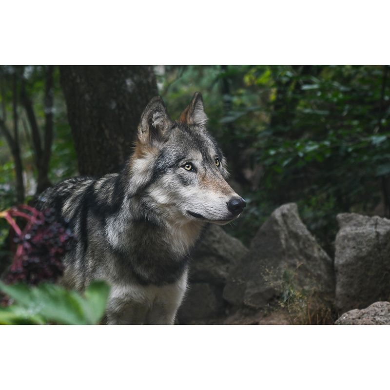 Ferocious Wolf Mural Wall Decor Mildew Resistant Living Room Wall Mural Wall Art