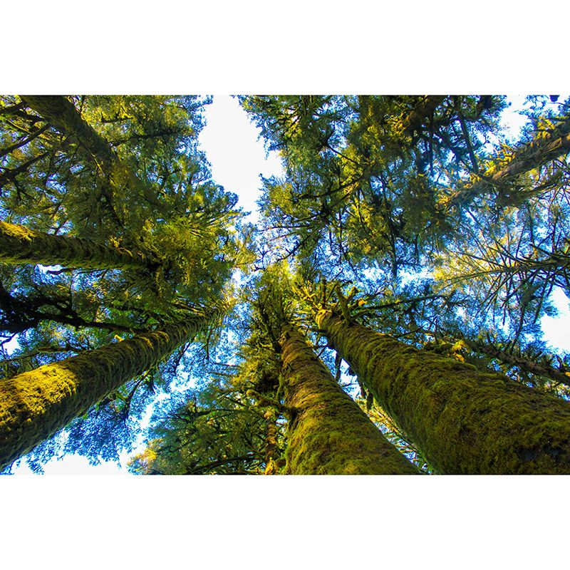 Wall Covering Contemporary Photography Forest Wall Mural Wallpaper Bedroom