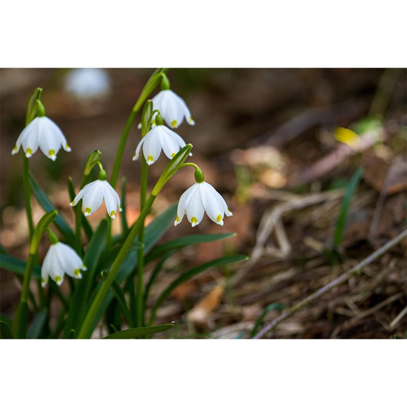 Horizontal Photography Snowdrops Wall Mural for Living Room Girls Women Bedroom