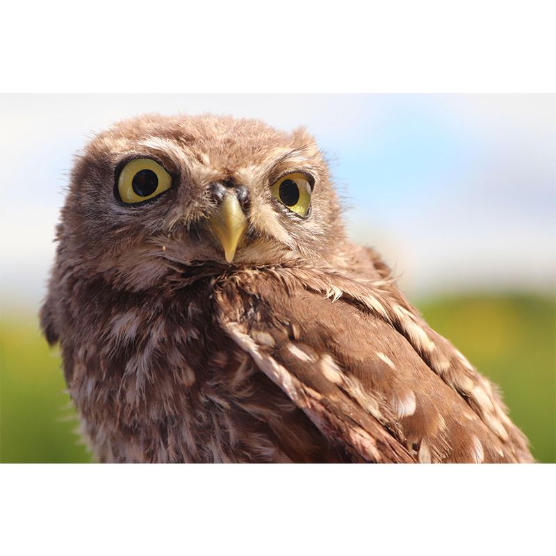 Modern Owl Wall Mural Decal Eco-friendly Stain Resistant for Sitting Room