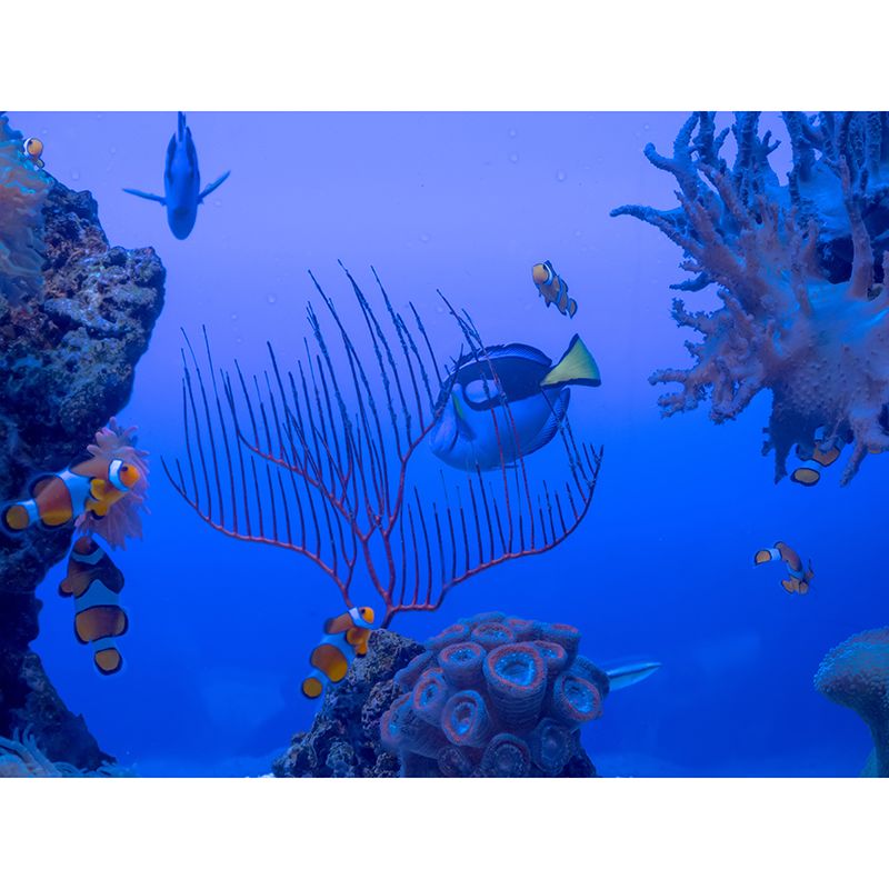 Underwater World Mural Wallpaper Sleeping Room Wall Decor, Made to Measure