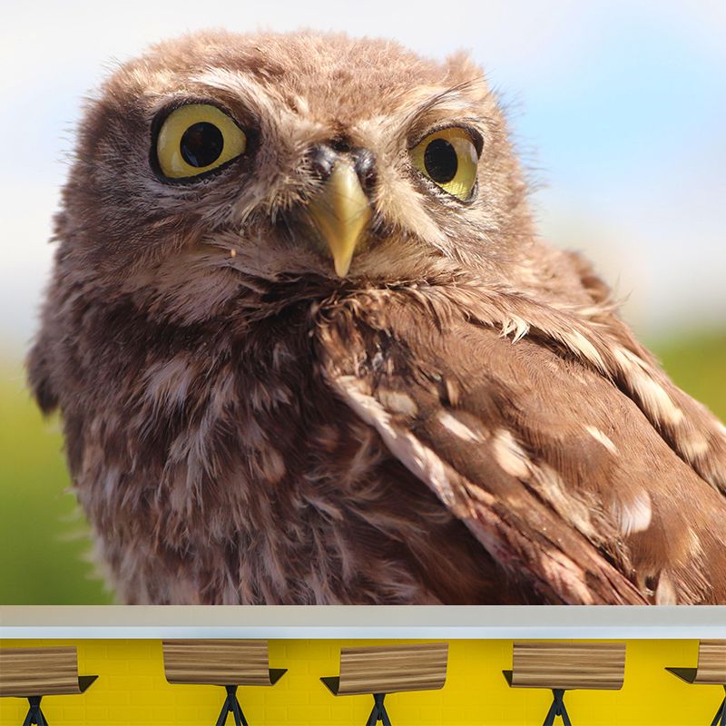 Modern Owl Wall Mural Decal Eco-friendly Stain Resistant for Sitting Room