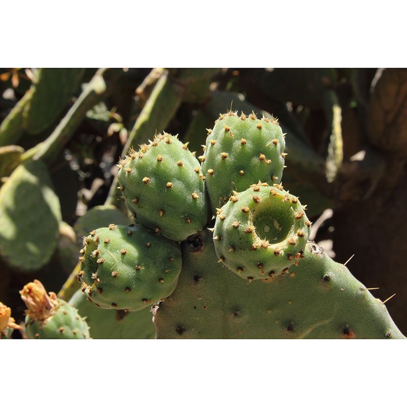 Cactus Mural Wallpaper for Living Room Bedroom Wall Decor, Waterproofing