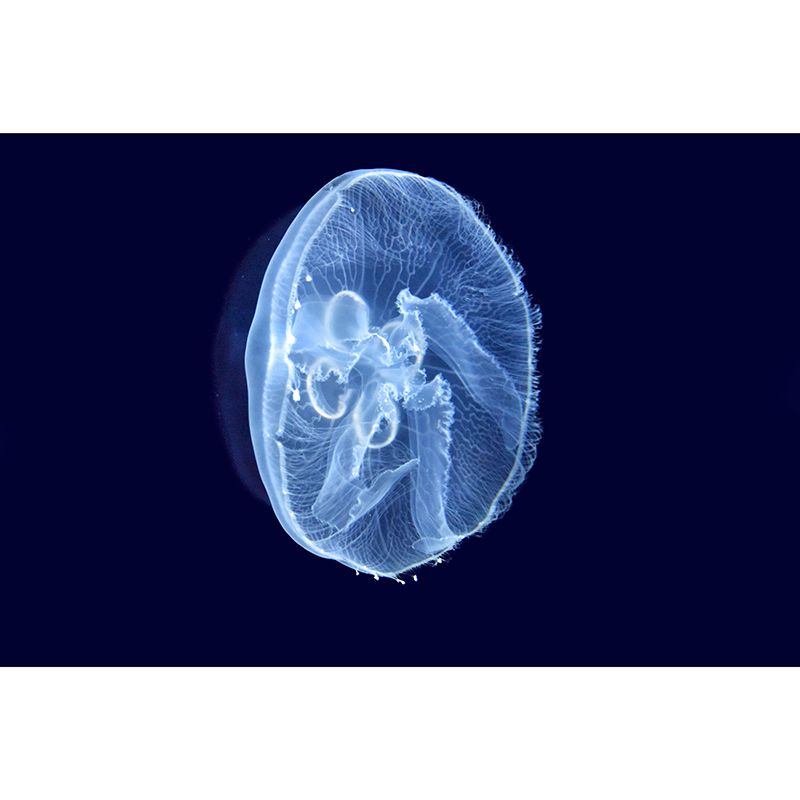 Stunning Wall Mural Jellyfish Patterned Sitting Room Wall Mural