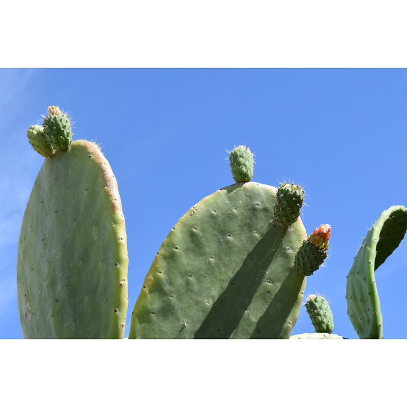 Papier peint Mural Cactus, couleur verte, résistant à la moisissure, pour décoration de salon