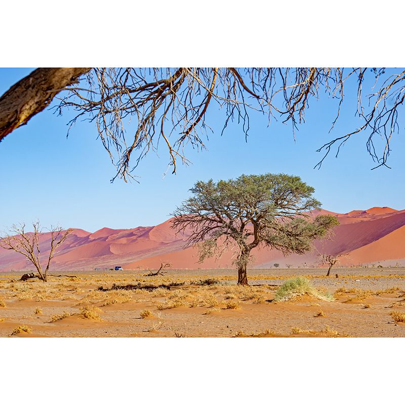 Dry Desert Scenery Mural Stain Resistant Modernist Coffee Shop Wall Decor