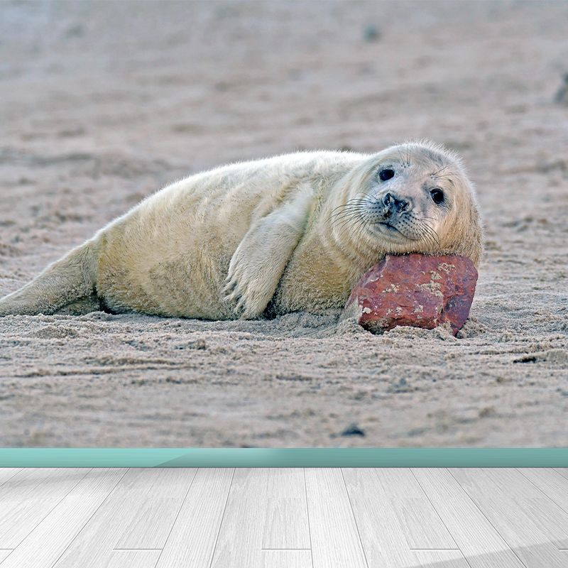 Lovely Seal Wall Paper Murals Contemporary Style Photography for Home Decor